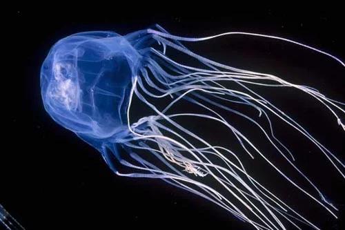Box-Jellyfish.jpg.jpg