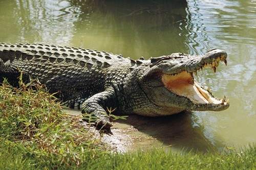 Saltwater-Crocodile.jpg