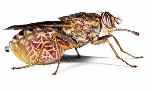 Tsetse-Fly-Deadliest-Creatures.jpg